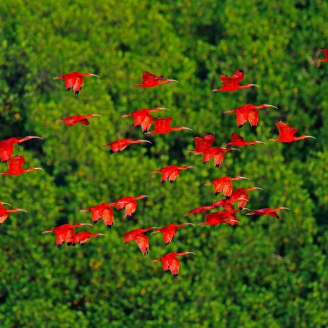 A Local's Guide to Trinidad and Tobago | Condé Nast Traveler Soca Music, The Magnificent Seven, Independance Day, Port Of Spain, Quiet Area, Conde Nast Traveler, Conde Nast, Architecture Old, Caribbean Sea