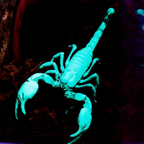 Asian forest scorpion (heterometrus petersii) under black light Pet Scorpion, Asian Forest Scorpion, Egypt Moodboard, Asian Forest, Scorpio Tattoo, Creepy Crawlies, Arachnids, Black Forest, Cutie Patootie