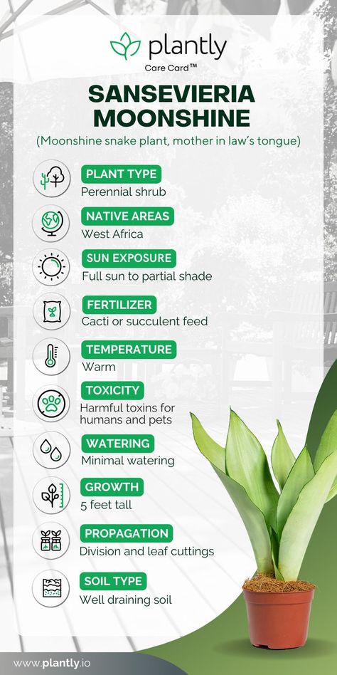 Sansevieria Moonshine Plant Care | Plantly Moonshine Snake Plant, Moonshine Plant, Moonshine Sansevieria, Sansevieria Moonshine, Snake Plant Indoor, Snake Plant Care, Sansevieria Plant, Mother In Law Tongue, Perennial Shrubs