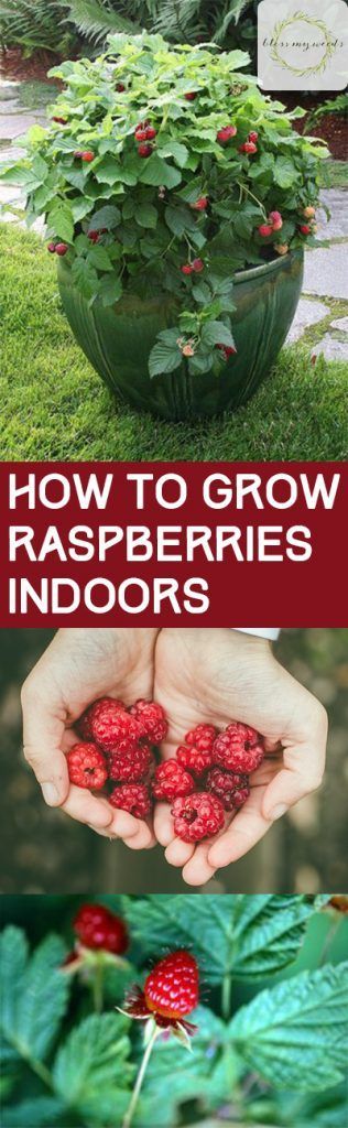 Planting Raspberries, How To Grow Raspberries, Grow Raspberries, Gardening Tips And Tricks, Growing Raspberries, Raspberry Plants, Indoor Vegetables, Indoor Vegetable Gardening, Herbs Indoors