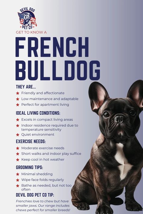 Uncover the allure behind the French Bulldog, a breed that combines charm, spunk, and a dash of sass in a compact package. From their bat-like ears to their comedic antics, Frenchies have captured hearts worldwide. Explore the quirks, care tips, and reasons why this little dog leaves a big impression. #FrenchieFever #FrenchBulldogLife #FrenchieFans #DogsofParis #BatEarsBigHeart #FrenchiesRule #CompactCanines #BulldogBuzz #UrbanPups #LittleDogBigCity #FrenchieFacts Frenchie Care Tips, Blue French Bulldog Full Grown, Frenchie Puppy Training, French Bulldog Training Tips, French Bulldog Tips, French Bulldog Care Tips, Frenchie Facts, Frenchie Tips, French Puppies