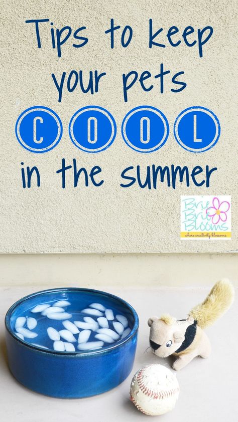 Cooling Area For Dogs Outside, Diy Cooling Dog Bed, How To Keep Pets Cool In The Summer, Keeping Rabbits Cool In Summer, Keep Dog Cool In The Summer, How To Keep Dogs Cool In The Summer, Cuddly Animals, Beat The Heat, Pet Hacks