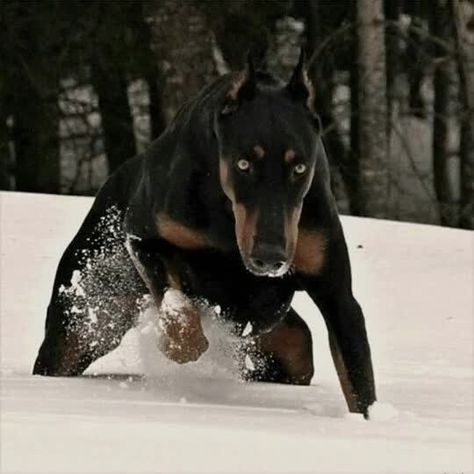 Beautiful Picture 💖 Thank y0u @dobelove for your Photo! #doberman #dobermann #doberman_featured #dobermansofig #dober_pinschers… Cool Dog Houses, Doberman Love, Most Beautiful Dogs, Doberman Pinscher Dog, Dog Clothes Diy, Doberman Dogs, Guard Dogs, Doberman Pinscher, Beautiful Picture