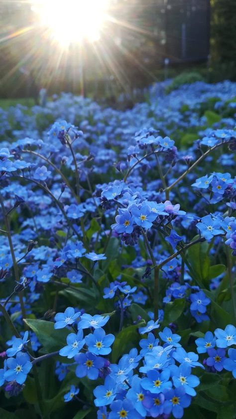 Shayla + Core + Aesthetic, Forget Me Not Flowers Aesthetic, Field Of Blue Flowers, Beautiful Flowers Images Hd, Blue Flowers Aesthetic, Diy Wedding Cake Stand, Forget Me Knots, Wedding Cake Stands, Patio Gazebo