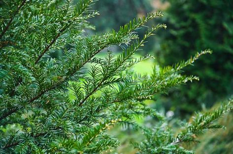 Taxus canadensis (American Yew) Shrubs For Shade, Fall Borders, Taxus Baccata, Shade Shrubs, Hardy Geranium, Plants To Grow, Sloped Garden, True American, Best Plants