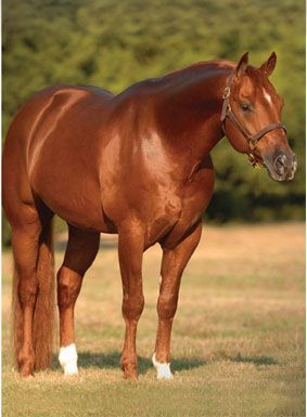 sorrel quarter horse River Dance, Heart Animals, Buy A Horse, Paint Horses, Reining Horses, Quarter Horses, American Quarter Horse, Most Beautiful Animals, Chestnut Horse