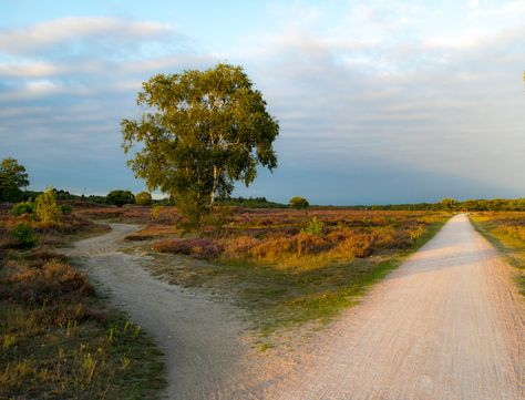 A fork in the road | Anita van Gendt | Flickr Fork In The Road, Outdoor Photographer, Long Shadow, Wonderful Images, Photo Archive, Nature Beauty, Diy Painting, Fine Art Photography, Beautiful Images