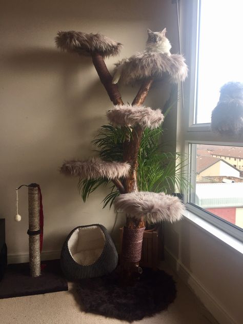 Cat Tree Inspiration, Cat Tree From Real Tree, Real Branch Cat Tree, Mainecoon Cat Tree, Real Wood Cat Tree, Recarpeting Cat Tree, Tree Branch Cat Tree, Dark Academia Cat Tree, Cat Trees Diy