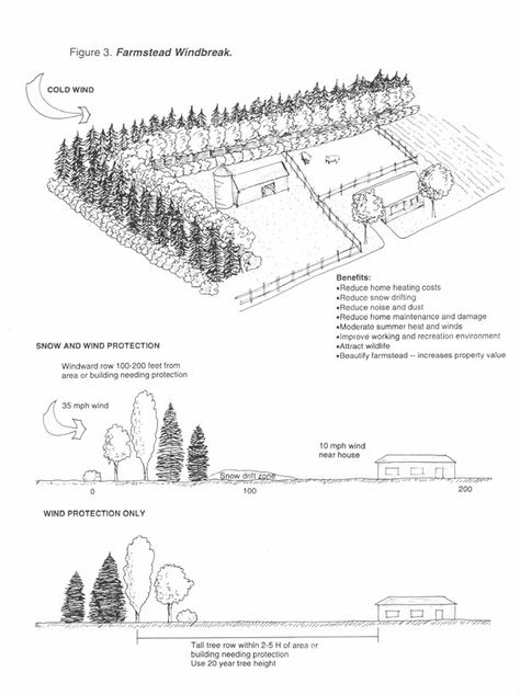 Farmstead Windbreak planting plan Privacy Planting, Windbreak Trees, Acreage Landscaping, Wind Break, Homestead Farm, Desert Landscapes, Planting Plan, Forest Garden, Fruit Tree