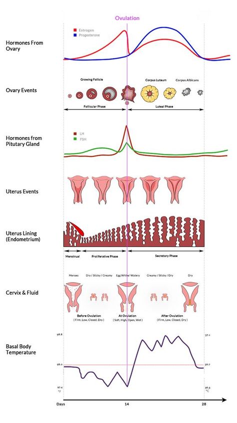 Chemical messengers called hormones tightly control ovulation and the folliculogenesis process. A part of your brain called the pituitary gland is given signals to release follicle stimulating hormone (FSH) and luteinizing hormone (LH), which are released into the bloodstream and then act on the ovaries   LH Menstrual Cycle Nursing, Menstrual Cycle Graph, Menstrual Cycle Class 12, Menstrual Cycle Phases Chart, Hormone Cycle Chart, Menstrual Phases Chart, Hormones Chart, Cycle Hormones, Menstrual Cycle Chart