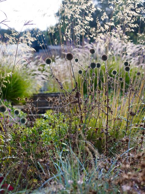 Grasses act as a fantastic foil for perennials and create texture, movement, drama, and amazing silhouettes—from the billowy haze of Deschampsia or the rich colors of Panicums to the light, feathery inflorescence of Pennisetums. Natural Garden Design, Overgrown Garden, Wild Gardens, The Long Game, Deer Resistant Perennials, Naturalistic Garden, Garden Design Inspiration, Planting Combinations, Wild Flower Meadow