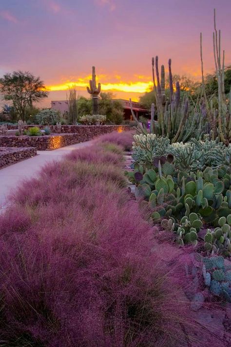 Phoenix Botanical Garden, Phoenix Arizona Aesthetic, Desert Scape, Arizona Aesthetic, Arizona Gardening, Arizona Landscape, Desert Botanical Garden, Desert Life, Most Romantic Places