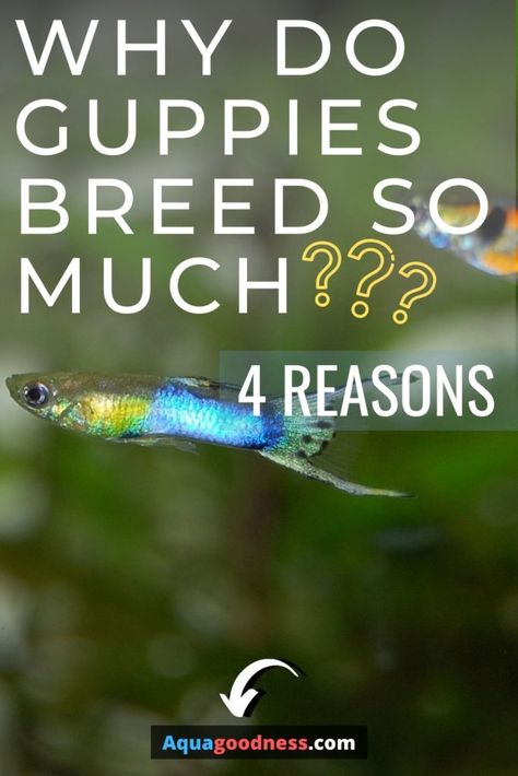 Guppy Planted Tank, Fancy Guppies, Guppy Breeding, Fish From Bubble Guppies, Endlers Guppy, Guppy Tank Mates, Fish Garden, Guppy Fish, Tropical Fish Aquarium