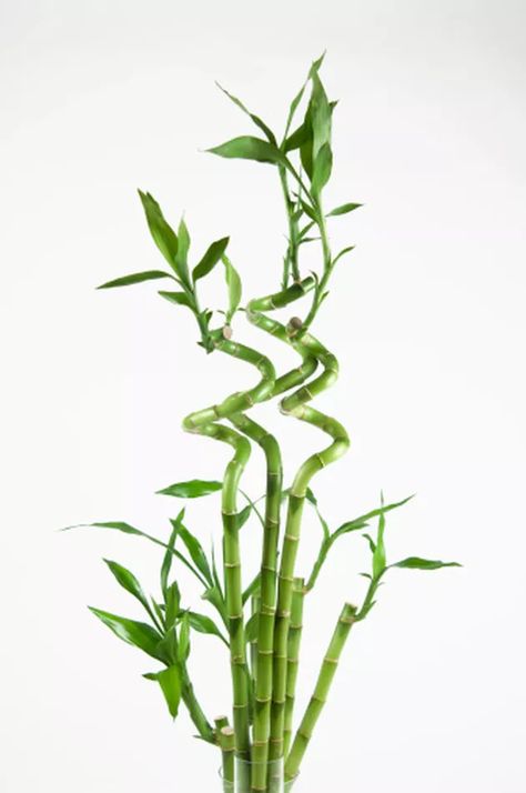 How to Save a Rotting Bamboo Plant Dracaena Sanderiana, Ribbon Plant, Companion Planting Vegetables, Lucky Bamboo Plants, Snake Plant Care, Bamboo Plant, Root Rot, Bamboo Garden, Lucky Bamboo