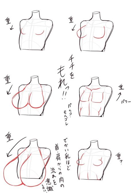 Anime Chest Size Reference, Head Height Proportions, Torso Tutorial Female, How To Draw Anime Bodies Female, How To Draw A Female Chest, Abs Female Draw, How To Draw Woman Chest, Drawing Female Chest, Flat Chest Drawing Reference