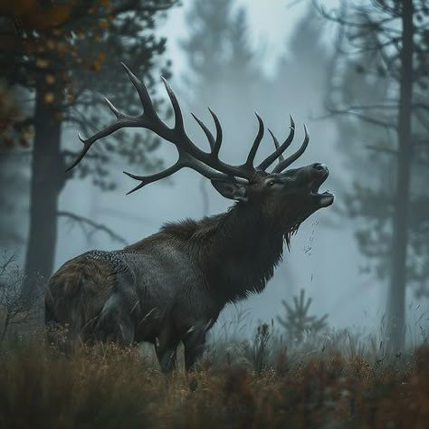 Elk Pictures: The Essence of Wilderness in 4K Elk Aesthetic, Elk Pictures, Elk Silhouette, Elk Photo, Elk Photography, Bull Elk, Best Nature Wallpapers, Winter Animals, Pets For Sale