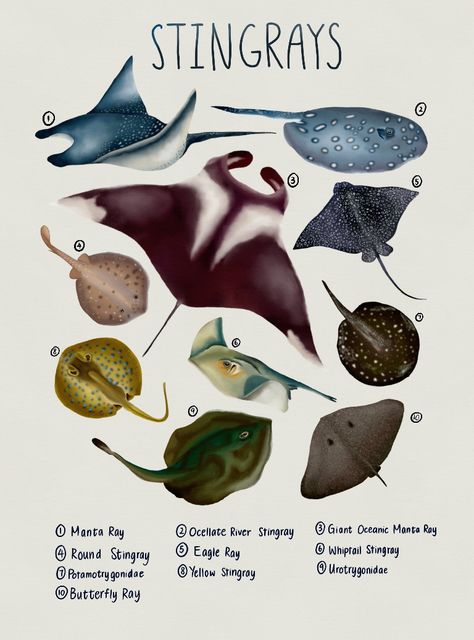 Types Of Sting Rays, Sea Animal Poster, Anatomy Of Sea Animals, Marine Biology Posters, Marine Biology Room Aesthetic, Marine Biology Poster, Ocean Diagram, Marine Mammalogy, Marine Biology Aesthetic Notes