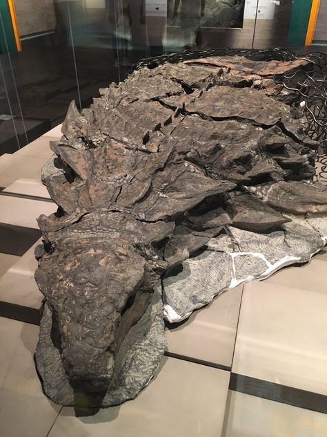 Definitely the most beautiful ankylosaur specimen in the world, the fabulous Borealopelta @RoyalTyrrell Prehistoric Wildlife, Animal Skeletons, Fossil Bones, Dinosaur Pictures, Rocks And Fossils, Seni 2d, Dinosaur Skeleton, Ancient Animals, Image Nature