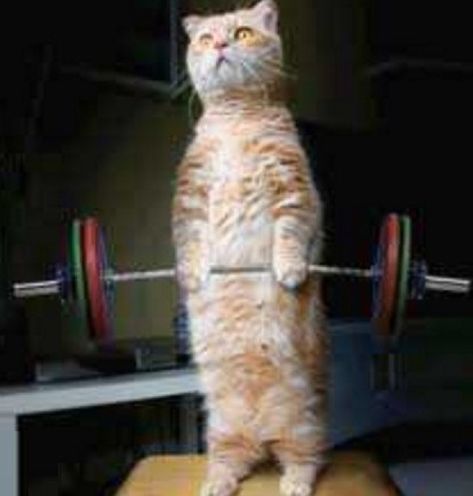 Cat Lifting Weights, We Go Gym, Cat Workout, Go Gym, Gym Lifting, Cat Gym, Winter Arc, Cat Exercise, Workout Songs