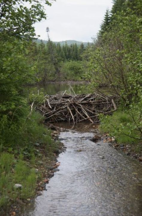 Beaver Lodge, River Otters, Babbling Brook, River Retreat, Inquiry Learning, Keystone Species, Beaver Dam, Prehistoric World, River Otter