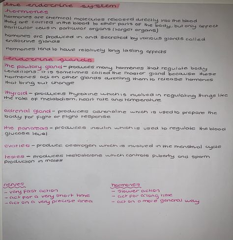 Endocrine System Hormones, Handwriting Inspo, Endocrine Glands, Gcse Biology, The Endocrine System, Gcse Revision, Endocrine System, Study Notes, Biology