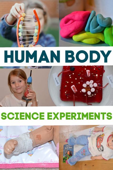 Science experiments for learning about the Human body Human Body Science Experiments, Human Body Elementary, Human Body Experiments, Human Body Homeschool, Human Body Systems Projects, Body Systems Project, Human Body Crafts, Human Body Unit Study, Biology Experiments