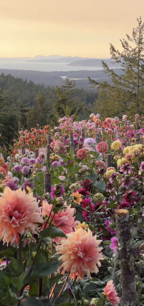 Beautiful Wild Flowers, Aesthetic Flowers Photography, Floral Asthetic Picture, Wild Flowers Asthetics, Flowers In Italy, What Flower Am I, Flower Field Photos, Flower Asthetics Photos, Pastel Flowers Aesthetic