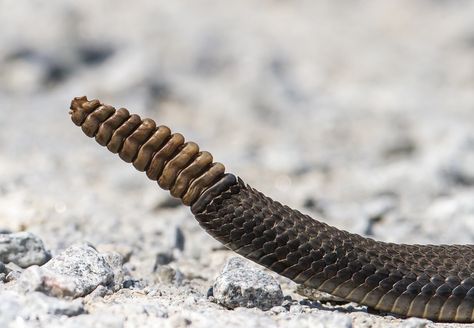 rattlesnake rattle | Roads End Naturalist Rattlesnake Aesthetic, Rattlesnake Rattle, Snake Tail, Avatar Oc, Snake Tattoo Design, Snake Venom, Deep Woods, In The Deep, Snake Tattoo