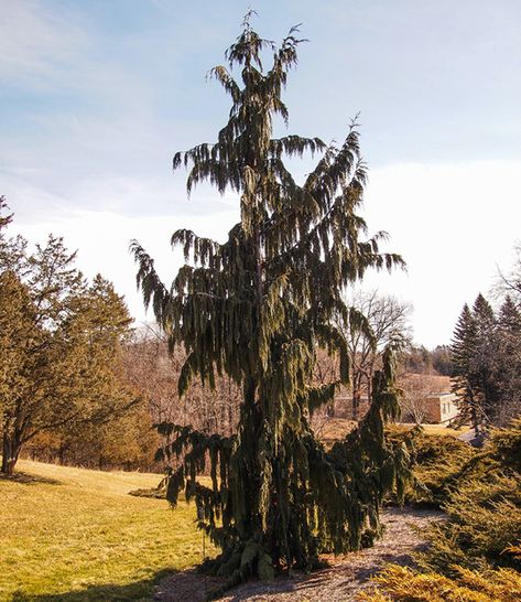 Weeping Trees, Evergreen Trees, Vancouver Island, Landscape Trees, Natural Forms, Pacific Northwest, Northern California, Trees To Plant, Plants