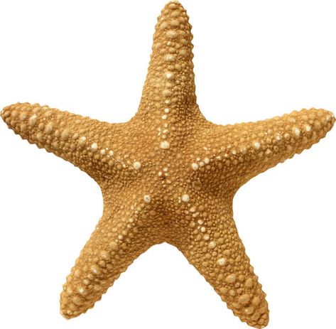 Our Best Starfish Stock Photos, Pictures & Royalty-Free Images - iStock | Starfish vector, Starfish isolated, Starfish beach Starfish Clipart, Starfish Drawing, Cartoon Starfish, Seashell Illustration, Purple Sea Urchin, Rotational Symmetry, Sea Starfish, Sea Illustration, Star Illustration