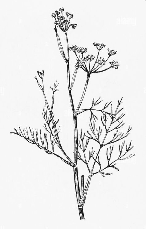 Fennel Tattoo, Herb Tattoo Botanical Drawings, Herb Tattoo, Color Board, Plant Drawing, Botanical Drawings, Colour Board, All About Plants, Tattoo Inspo