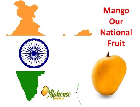 Why Mango is our National Fruit Sources Of Vitamin A, Mango Fruit, Mango Tree, White Patches, Sweet Smell, Layers Of Skin, Indian History, Alexander The Great, Mango