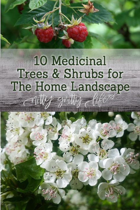 Planting medicinal trees and shrubs in your home landscape turns your yard into a holistic farm-macy! Plant these medicinal botanicals to create a wellness garden. via @nittygrittylife Medicinal Plants Landscaping, Herbal Landscaping, Medicinal Trees And Their Uses, Medicinal Trees, Holistic Garden, Medical Garden, Holistic Gardening, Medicinal Garden, Medicinal Herb Garden