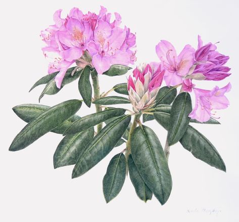 WA - Coast rhododendron - Rhododendron macrophyllum Coast Rhododendron, Contemporary Botanical Art, Flower Tat, Hydrangeas Art, Calf Tattoo, California Poppy, Nature Journal, Travel Tattoo, Photography Branding