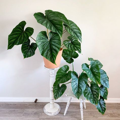 Philodendron Plowmanii, Philodendron Mamei, Elephant Ears, Green Living, Planting Flowers, Plant Leaves, Elephant, Canning, Plants