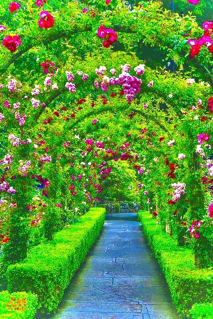 Stop And Smell The Roses, Butchart Gardens, फोटोग्राफी 101, Desain Lanskap, Flowers And Greenery, Garden Arches, Smell The Roses, Most Beautiful Gardens, Beautiful Flowers Garden