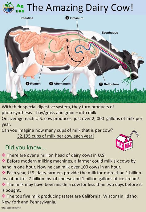 The Amazing Dairy Cow @Kyley Roos Roos Roos Roos Doak #2013JuneDairyMonth  #CelebrateDairy Dairy Promotion Ideas, 4h Leader, Goat Harness, Farm Poster, Cow Facts, Livestock Judging, Cow Eyes, Cattle Barn, Dairy Cattle