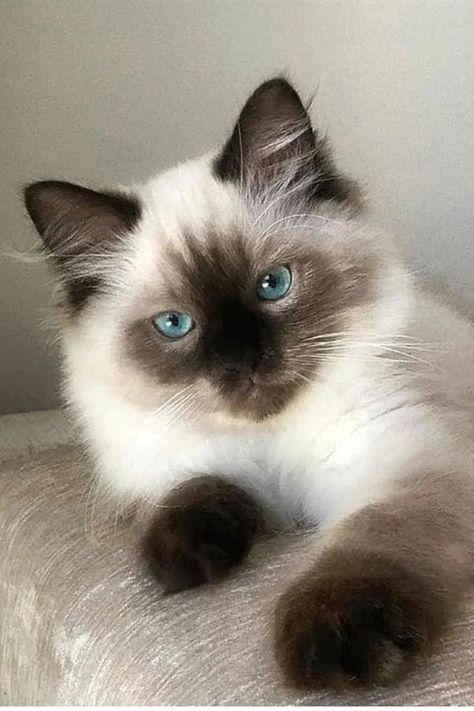 siamese kitten with blue eyes grey and white coat Blue Point Cat, Siamese Cats Blue Point, Siamese Cats Facts, Cat Breeds Siamese, Blue Point Siamese, Seal Point Siamese, Cat With Blue Eyes, Siamese Kittens, Blue Point