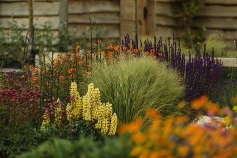 Garden Colour Schemes, Farm Courtyard, Purple Salvia, Creating A Garden, Garden Flowers Perennials, Landscape Design Drawings, Yellow Plants, Planting Design, Best Plants