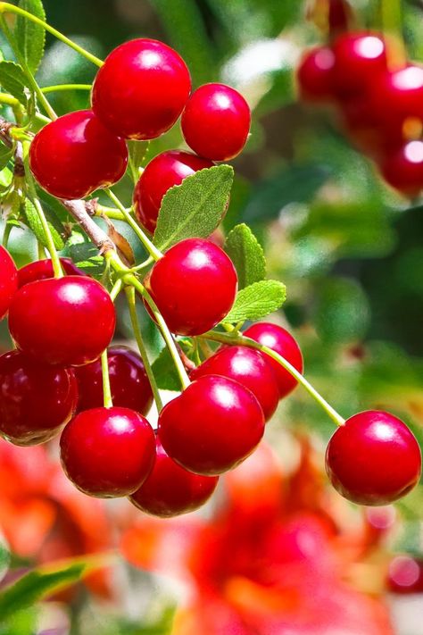 Homemade Cherry Sauce, Tart Cherries, Sour Cherries, Cherry Sauce, Sour Cherry, Fresh Cherries, Cherry Tart, Simple Recipe, Fall Recipes