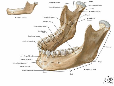 Intramembranous Ossification, Mandible Anatomy, Anatomy Head, Neck Anatomy, Skeleton Muscles, Human Skeleton Anatomy, Anatomy Images, Skull Anatomy, Anatomy Bones