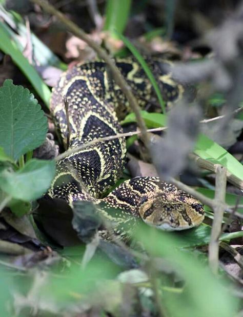 Bitis arietans - Puff Adder (Facebook) Puff Adder, Reptiles, Animals