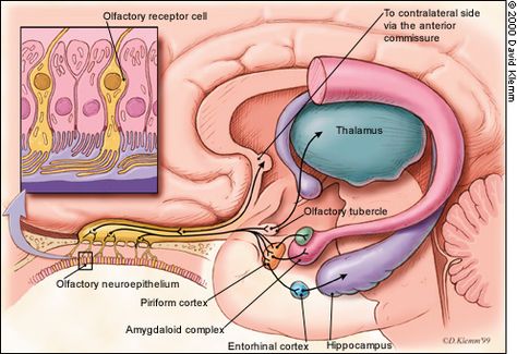 Olfactory Nerve Pathway, Olfactory Pathway, Nervous System Anatomy, Family Physician, Brain Anatomy, The Human Brain, Biology Lessons, Medical School Studying, Medical School Essentials