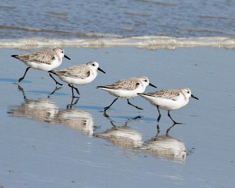 Shore Birds - NinaEhmer Sandpiper Painting, Piper Bird, Shore Bird Art, Sandpiper Bird, Bird Painting Acrylic, Shore Birds, Bird Template, Mendocino Coast, Coastal Birds