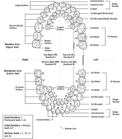 Full Mouth Tooth Numbering Diagram Dental Assistant Study Guide, Dental Charting, Dental Terminology, Teeth Diagram, Dental Assistant School, Dental Hygienist School, Dental Assistant Study, Dental Hygiene Student, Tooth Chart