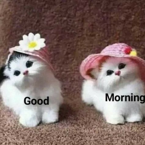 Good Morning Have A Nice Day, Good Afternoon Funny, Have A Nice Day Cute, Good Morning Animals, Morning Sister, Good Morning Cat, Funny Good Morning Images, Good Morning Sister, Morning Cat