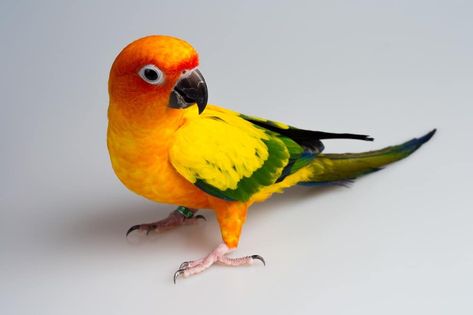 Many parrot species can learn to talk. Are sun conures among them? How do you teach your sun conure to imitate your voice? #conures #parrots #birds African Lovebirds, Parrot Wallpaper, Parrot Drawing, Conure Parrots, Pet Bird Cage, Sun Conure, Parrots Art, Macaw Parrot, Colorful Parrots