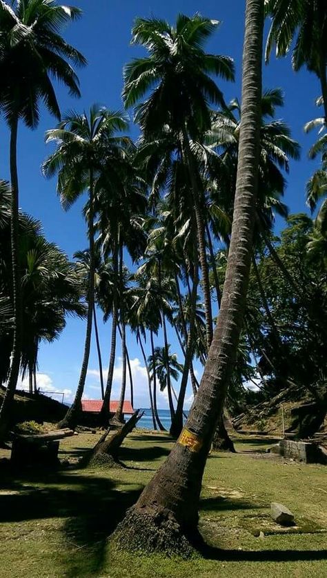 Ross Island Ross Island, Beach Life, Hammock, Outdoor Furniture, Outdoor Decor, Plants, Home Decor, Home Décor