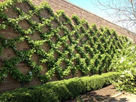 Espaliered crabapples at the Chicago Botanic Garden.  I wonder if this could be done with climbing vines on a wire trellis? Wall Climbing Plants, Ficus Pumila, Vine Trellis, Wall Climbing, Chicago Botanic Garden, Garden Vines, Walled Garden, Climbing Vines, Garden Set