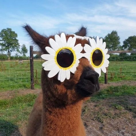 Happy Spring Day, Future Is Bright, Day Pictures, Pictures Funny, First Day Of Spring, Happy Spring, Say Anything, Baby Alpaca, Spring Day